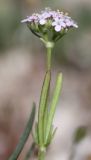 genus Valerianella