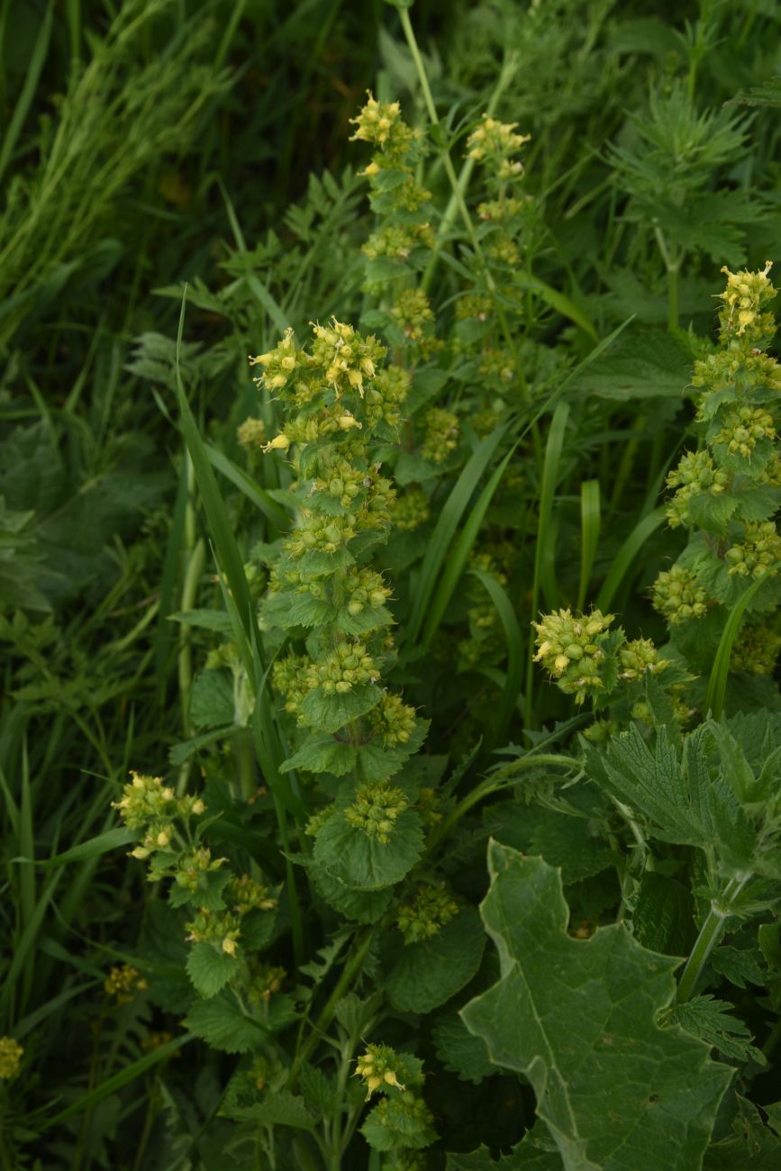 Изображение особи Неопознанный вид.