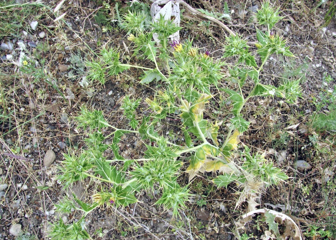 Image of Cousinia horridula specimen.