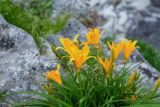 Hemerocallis middendorffii. Цветущие растения на скале. Приморский край, Хасанский р-н, п-ов Гамова, мыс Теляковского. 17.05.2026.