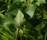 Betula raddeana. Часть веточки (вид на абаксиальную поверхность листа). Чечня, Шаройский р-н, окр. хут. Хочелдой, берёзовый лес над хутором. 3 июля 2024 г.