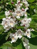 Catalpa bignonioides. Соцветие. ЛНР, г. Северодонецк. Около многоквартирного дома. 09.06.2026.