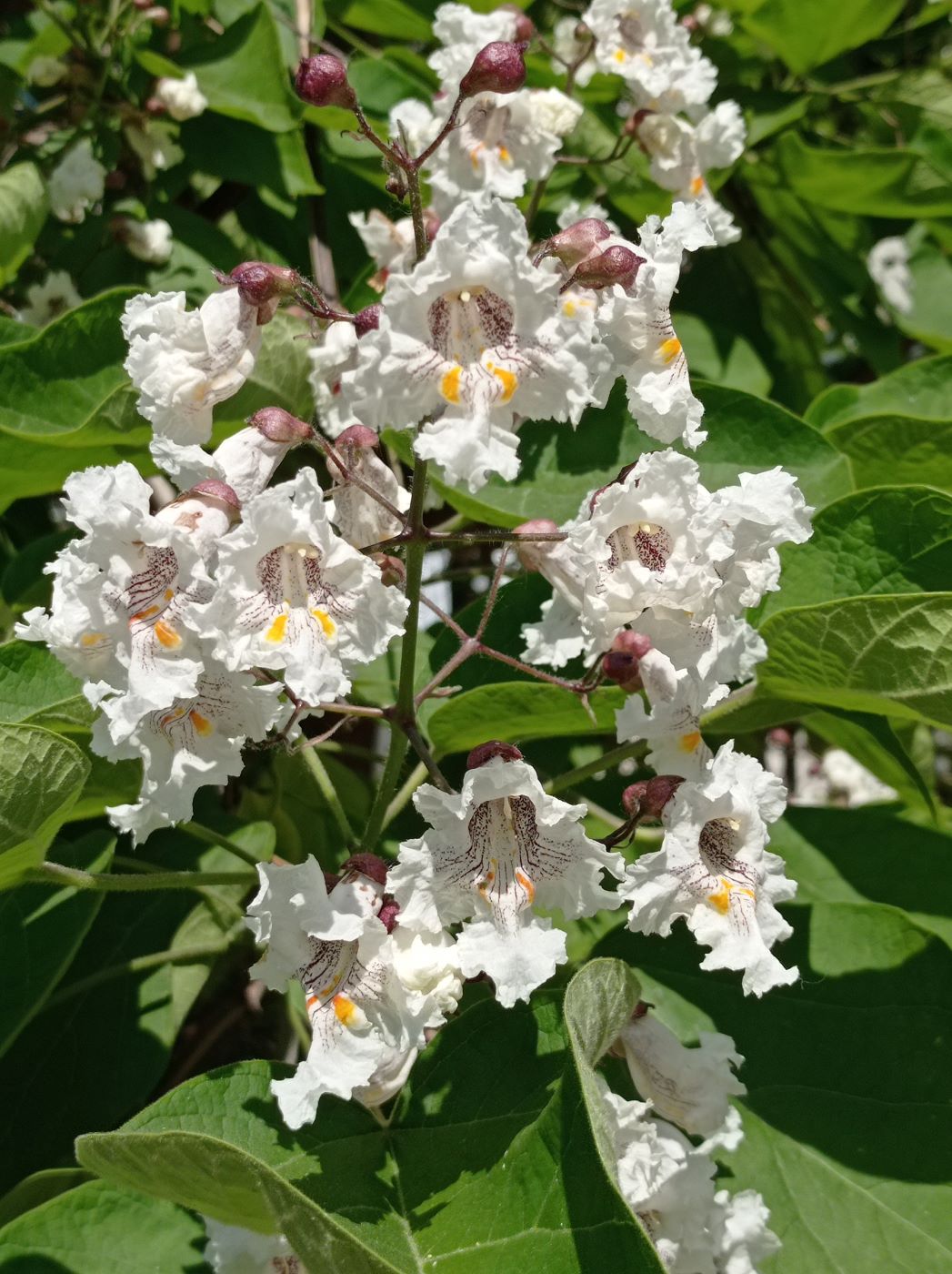 Image of Catalpa bignonioides specimen.