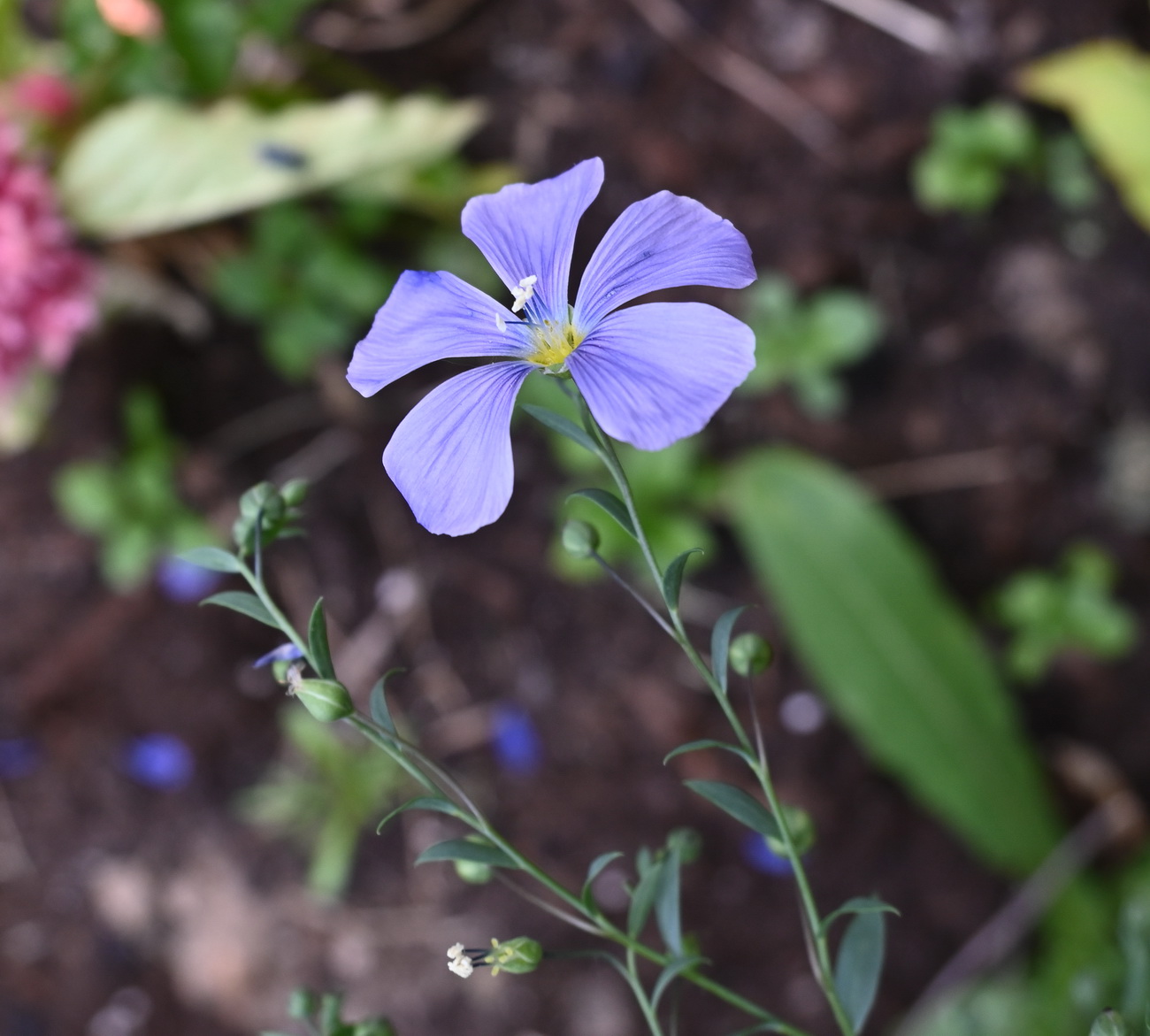 Изображение особи род Linum.