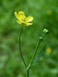 род Ranunculus