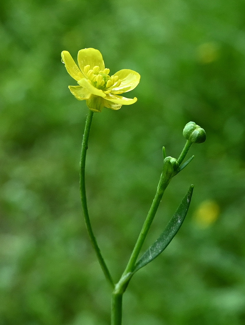Изображение особи род Ranunculus.