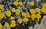 Helichrysum stoechas. Соцветия. Португалия, округ Бежа, окр. г. Карвальял, на скале. 06.06.2026.