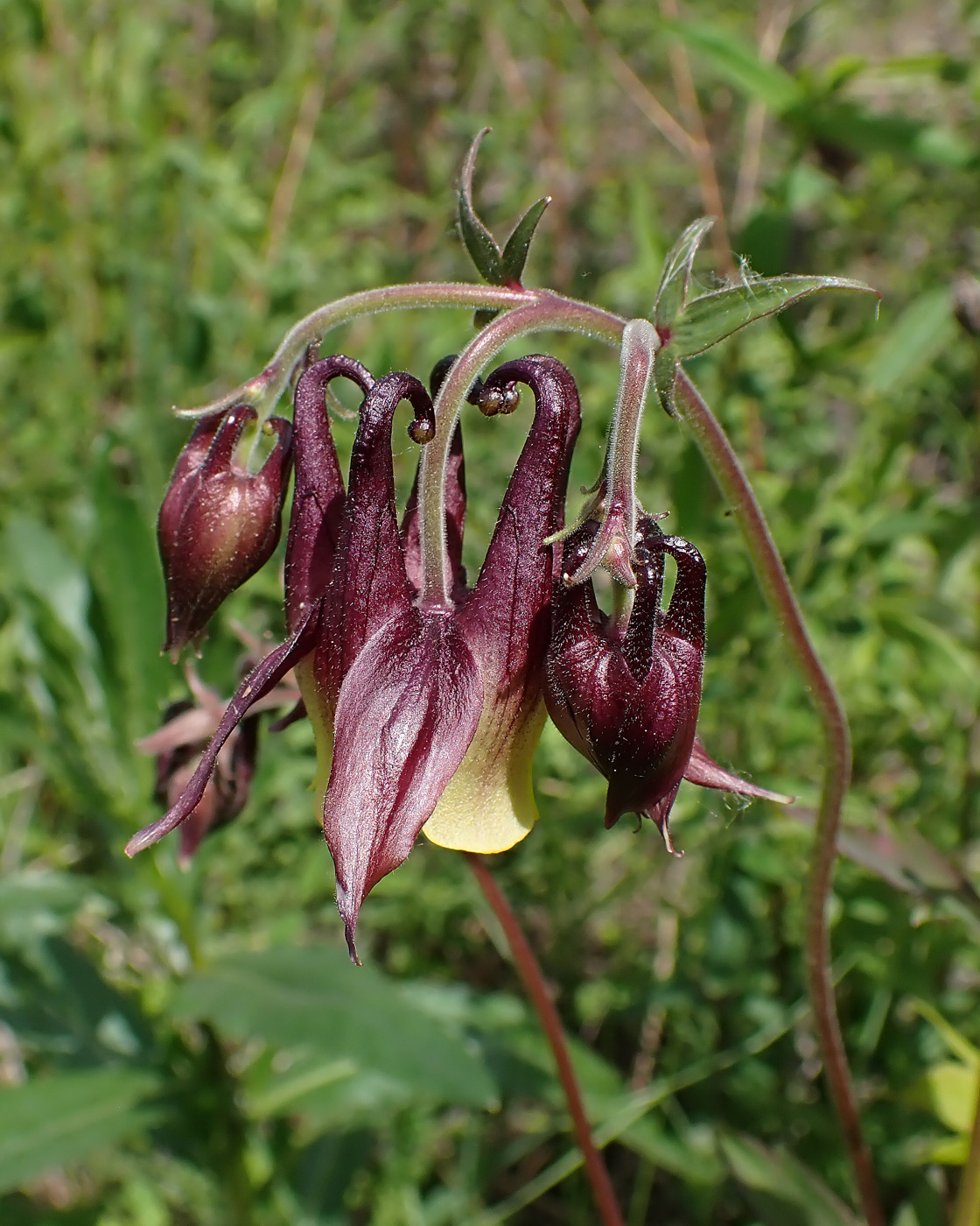 Изображение особи Aquilegia oxysepala.