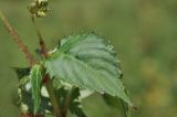 Impatiens furcillata. Лист. Приморский край, Шкотовский р-н, окр. с. Новонежино, сырой луг. 08.08.2026.