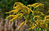Solidago canadensis. Верхушка побега с соцветиями. Московская обл., Дмитровский гор. округ, дол. р. Якоть, опушка смешанного леса. 23.08.2026.
