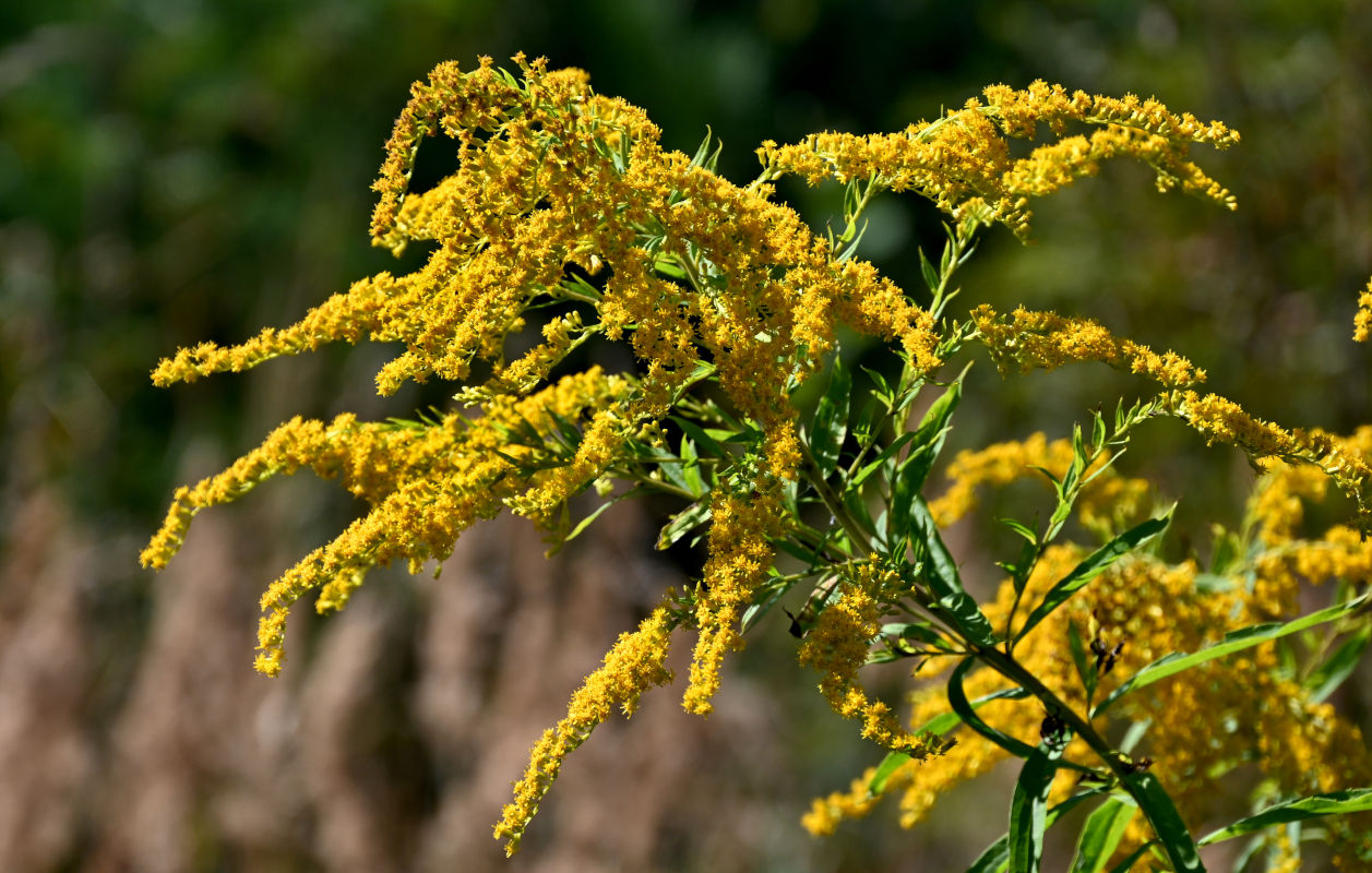 Изображение особи Solidago canadensis.