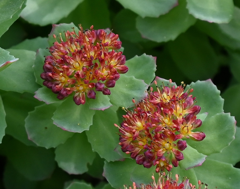 Image of genus Rhodiola specimen.