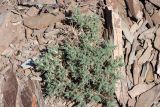 Astragalus bactrianus. Растение. Узбекистан, Джизакская обл., хр. Нуратау, гора Койташ, басс. р. Нарвансая, верховья Нарвансая, окр. урочища Саритал., ок. 1560 м н.у.м. 14.05.2025.