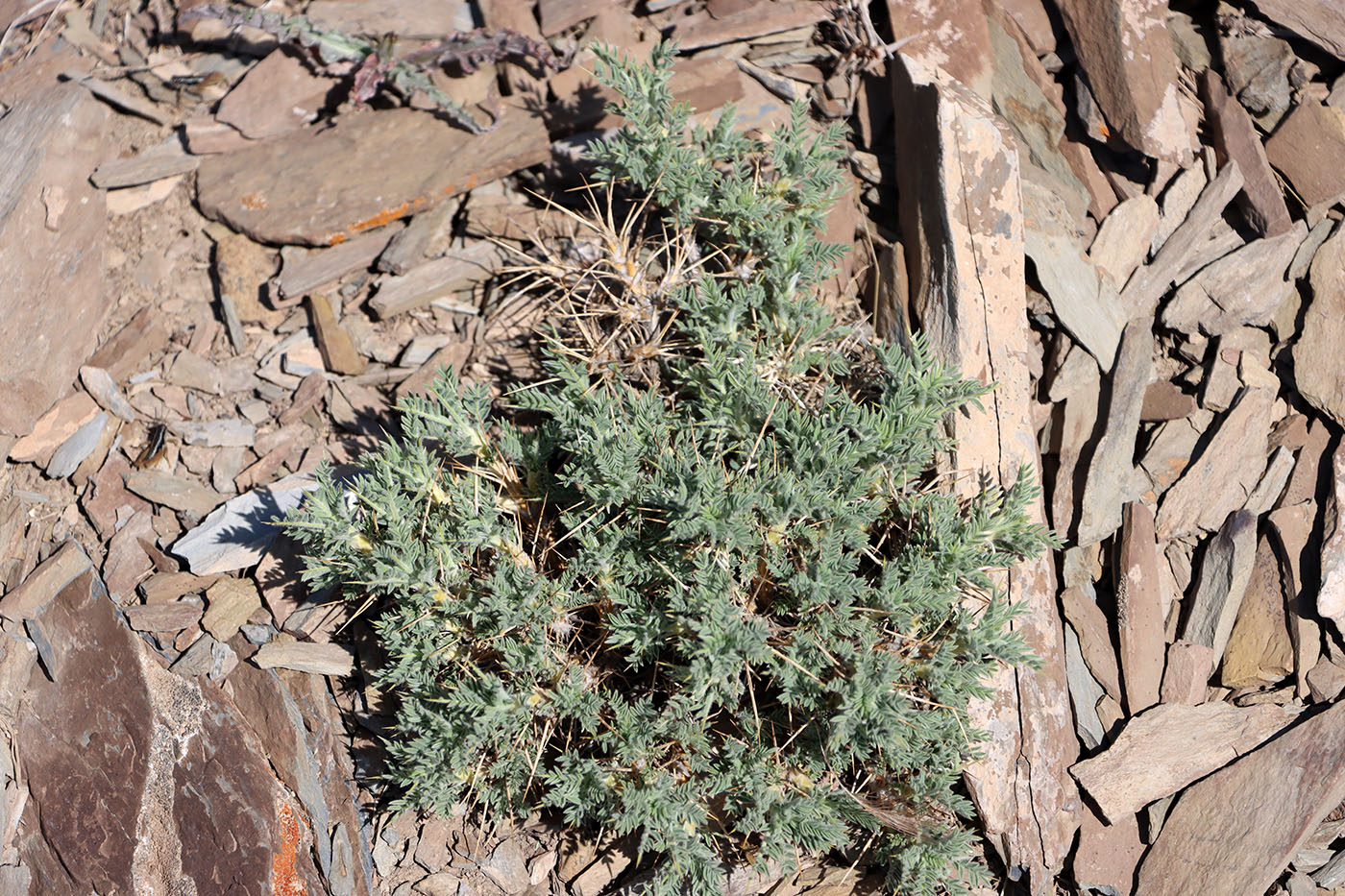 Image of Astragalus bactrianus specimen.