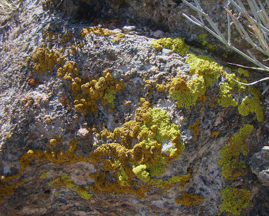 Image of division Ascomycota specimen.