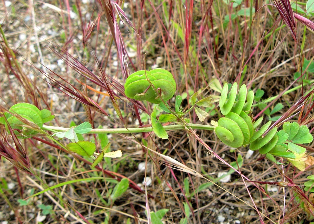 Image of Medicago orbicularis specimen.