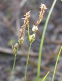 Carex globularis