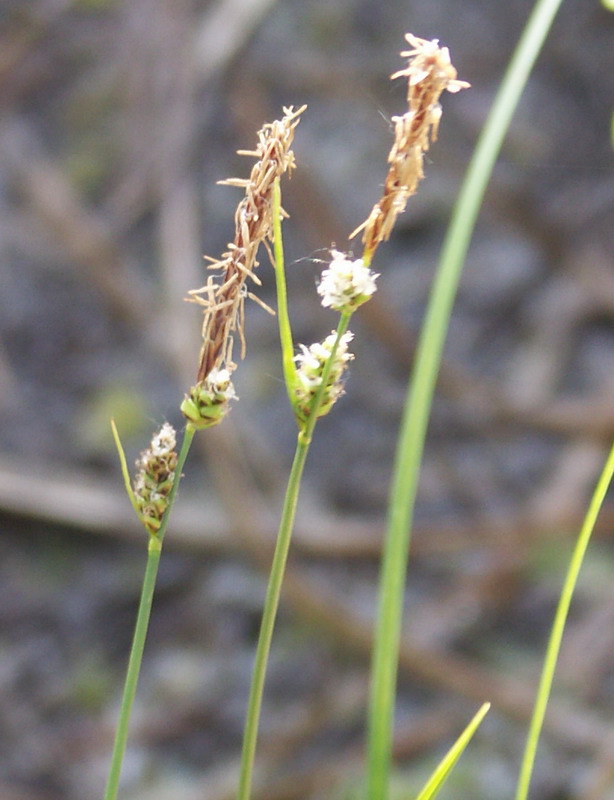 Изображение особи Carex globularis.