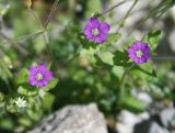 Legousia hybrida. Верхушки цветущих растений. Крым, Южный берег, гора Караул-Оба. 06.05.2011.
