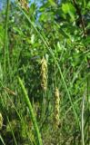 Carex limosa