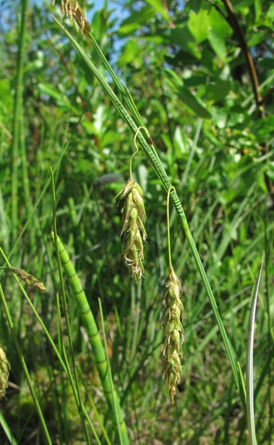 Изображение особи Carex limosa.