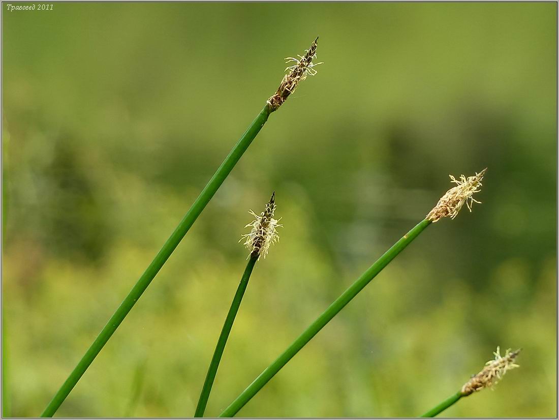 Изображение особи Eleocharis palustris.