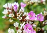 Goniolimon speciosum. Цветки. Новосибирская обл., Искитимский р-н, окр. пос. Евсино, скальные обнажения на р. Шипунихе. 16 июля 2011 г.