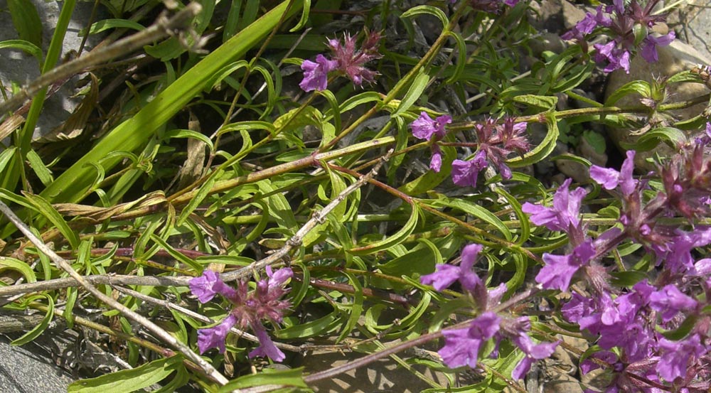 Изображение особи род Stachys.