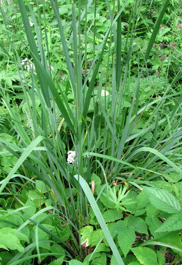 Image of Calamagrostis epigeios specimen.