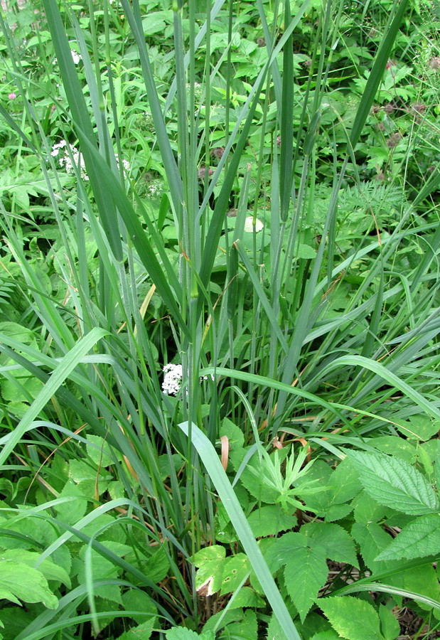 Изображение особи Calamagrostis epigeios.