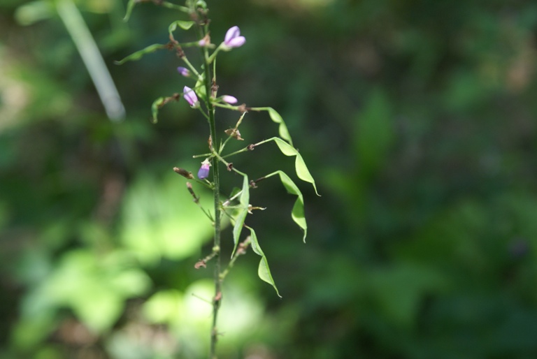 Изображение особи Podocarpium oldhami.