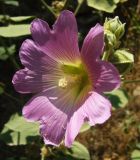 Alcea rhyticarpa