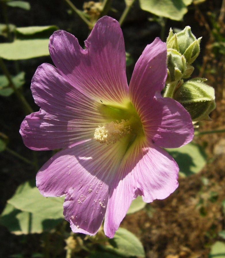 Image of Alcea rhyticarpa specimen.