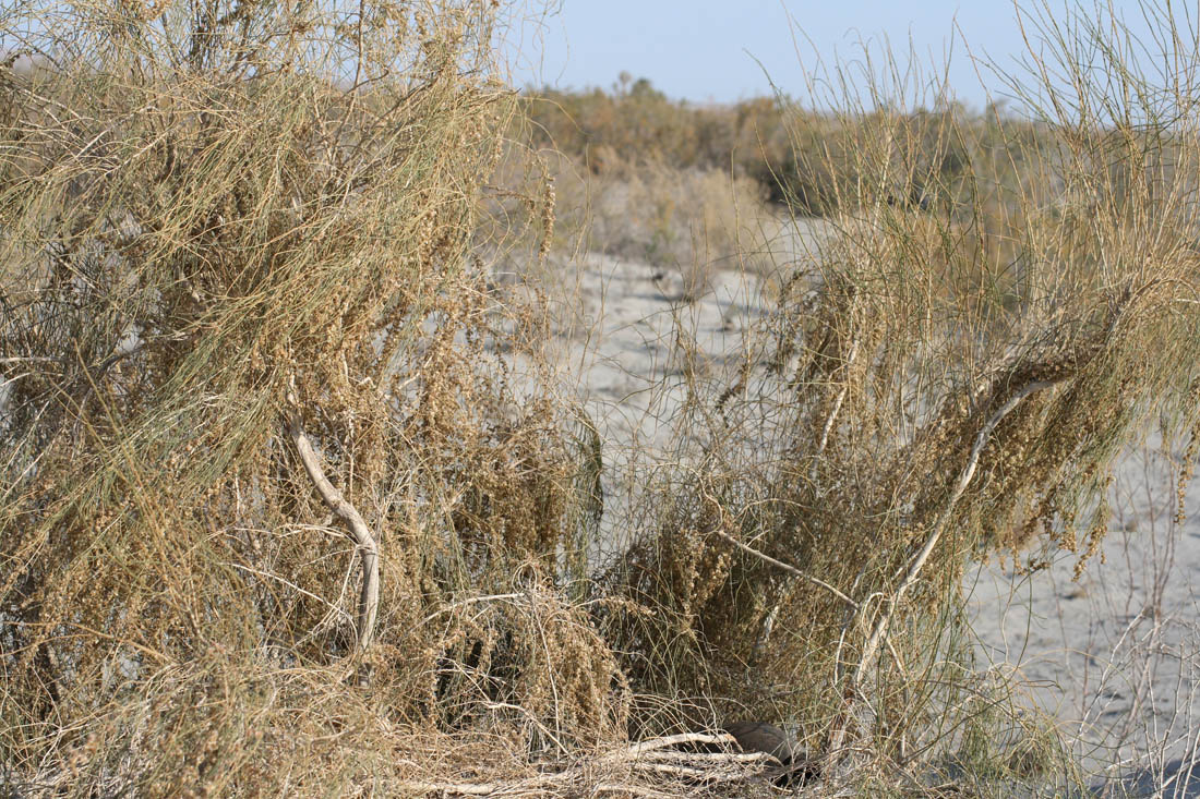 Image of Haloxylon persicum specimen.