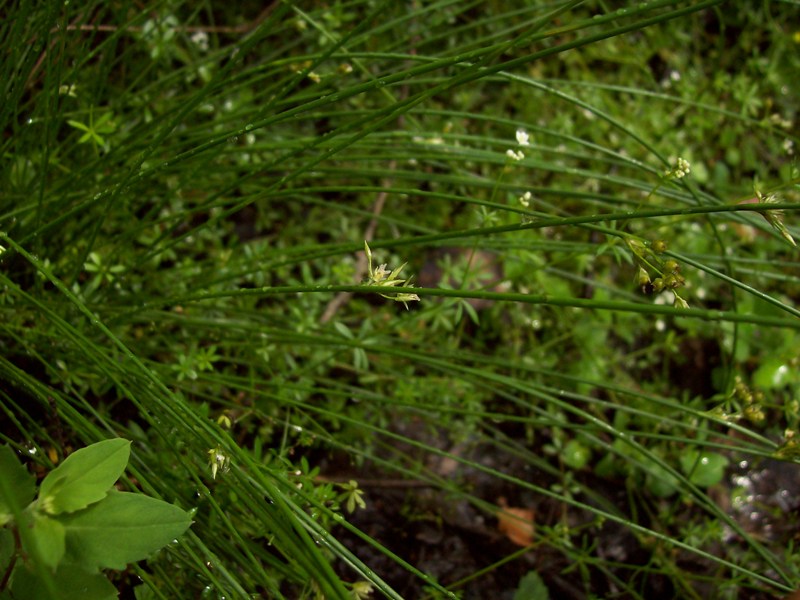 Image of Juncus filiformis specimen.