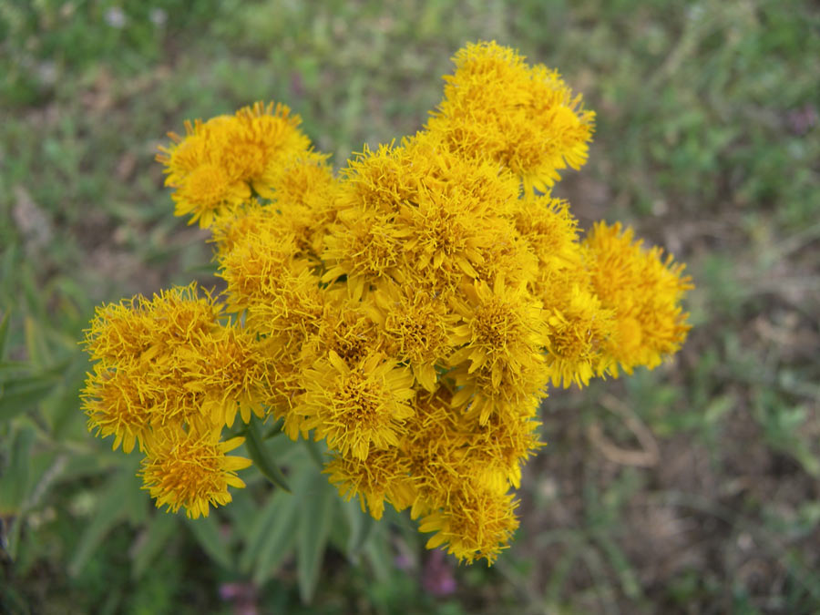 Изображение особи Inula germanica.