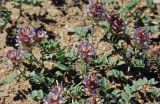 Glycyrrhiza aspera. Цветущее растение. Казахстан, Джамбульская обл., южнее оз. Балхаш. 13.05.2011.