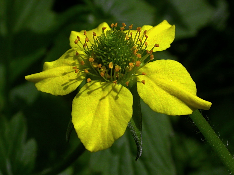 Изображение особи Geum urbanum.