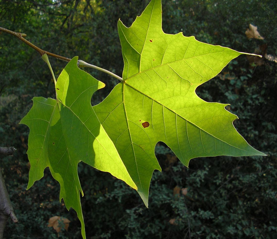 Image of Platanus &times; acerifolia specimen.