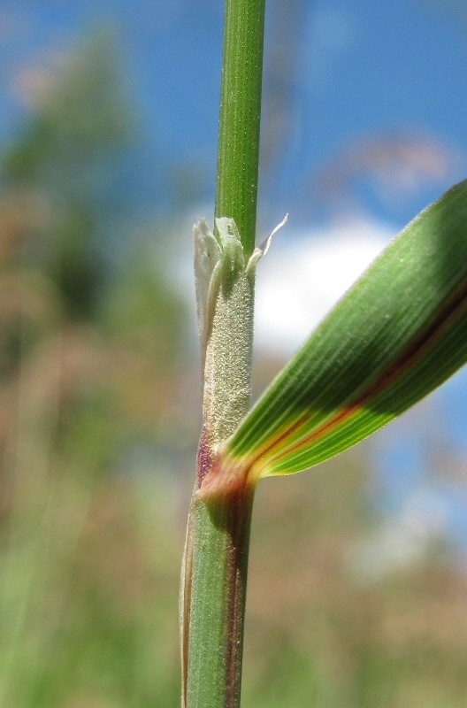 Изображение особи Calamagrostis langsdorffii.