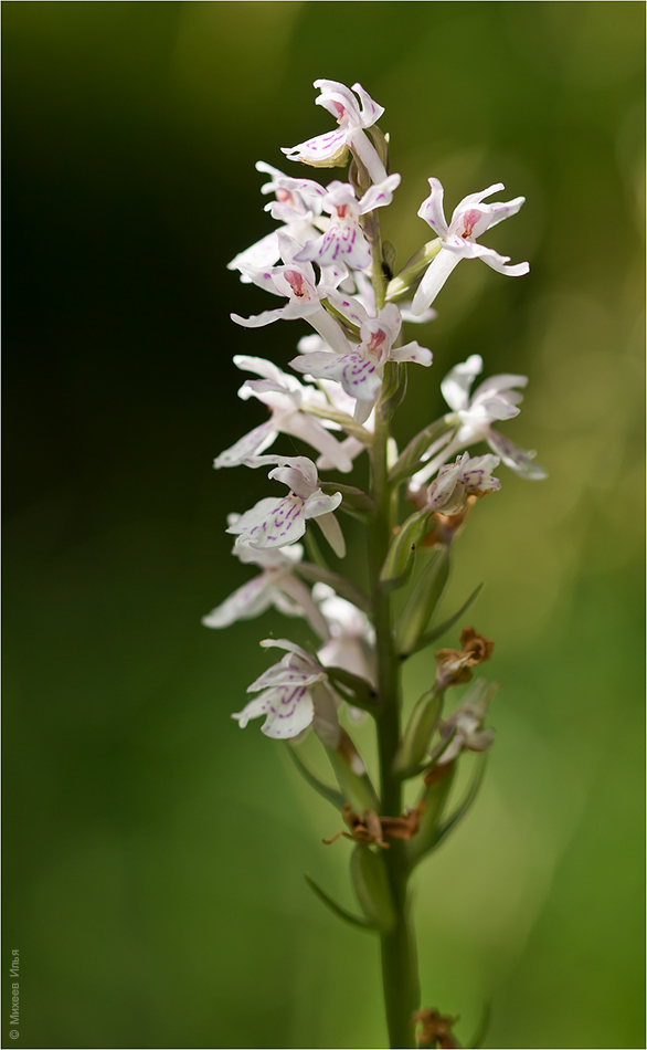 Изображение особи Dactylorhiza maculata.