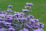 Symphyotrichum × versicolor. Верхушки стеблей с соцветиями. Московская обл., Раменский р-н, окр. дер. Хрипань, дачный участок. 07.10.2006.