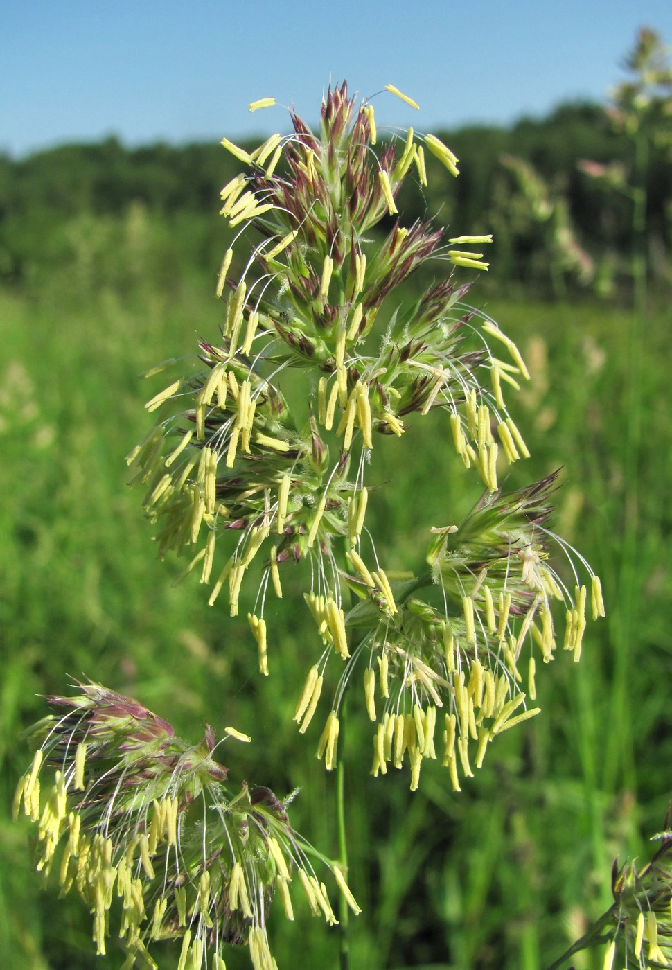 Изображение особи Dactylis glomerata.