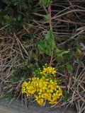 Senecio angulatus. Верхушка побега с соцветиями. Испания, Каталония, провинция Girona, Costa Brava, Sant Feliu de Guíxols, на приморском обрыве. 26 октября 2008 г.