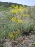 Peucedanum ruthenicum. Цветущее растение. Саратовская обл., Саратовский р-н., на вершине холма. 19 июня 2011 г.