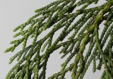 Chamaecyparis nootkatensis