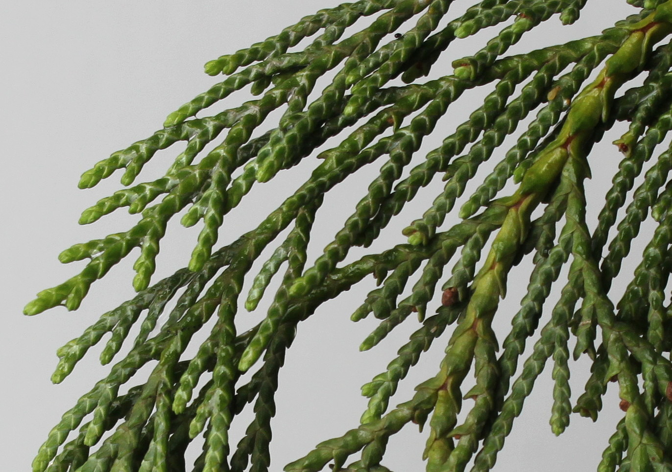 Image of Chamaecyparis nootkatensis specimen.