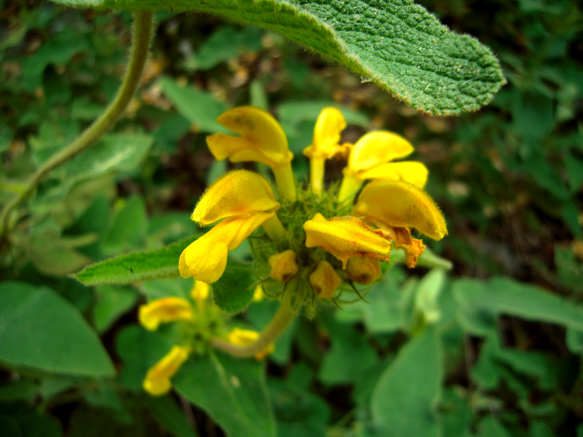 Image of genus Phlomis specimen.