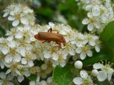 род Pyracantha