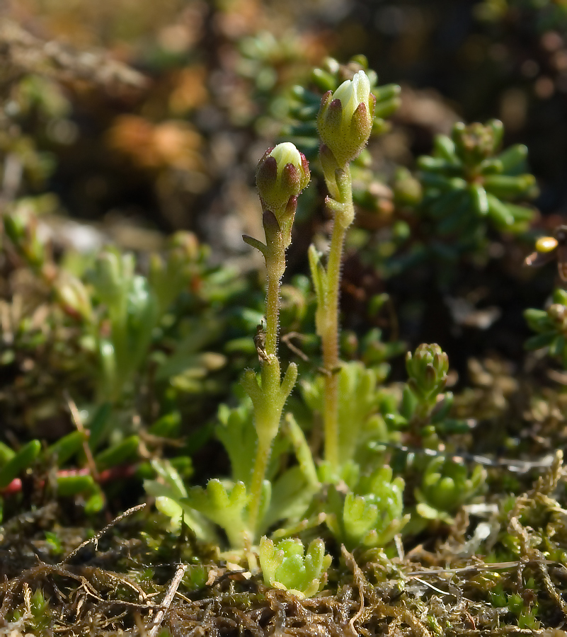 Image of Saxifraga cespitosa specimen.